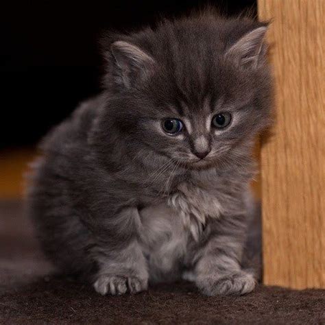 Fluffy Gray Kittens Grey Fluffy Kitten Animalgals Cute Little