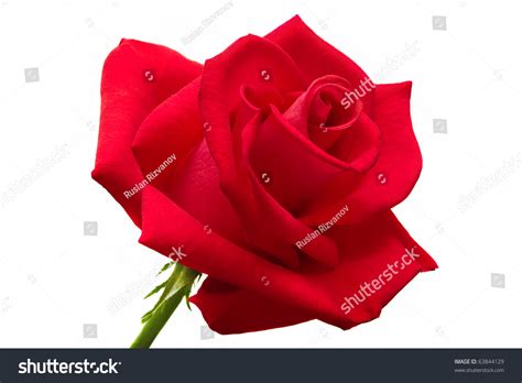 Big Red Rose Isolated On White Stock Photo 63844129 Shutterstock