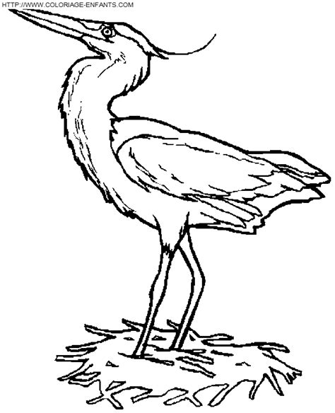 Coloriage oiseaux à imprimer et à colorier