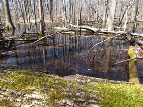 Vernal Ponds April Amphibian Action Parks And Recreation Pond