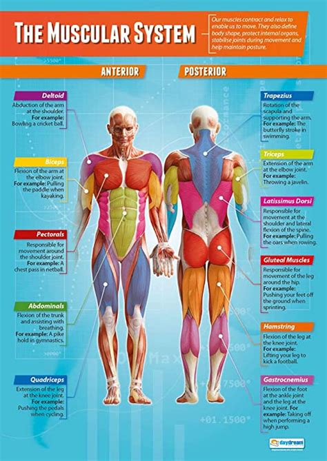 The Muscular System Pe Posters Gloss Paper Measuring 850mm X 594mm