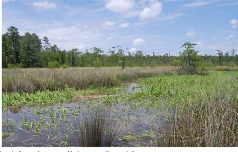 Figure 1 From Relationships Of Submerged Aquatic Vegetation Of