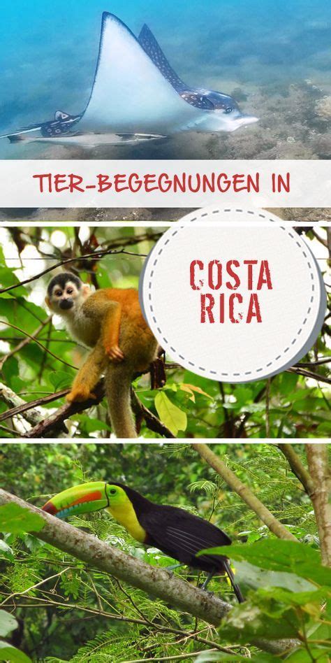 Rent a cars in costa rica. Die Tierwelt Costa Ricas ist sehr exotisch und vielfältig ...