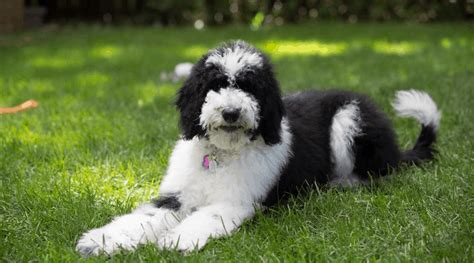 Border Collie Poodle Mix The Ultimate Canine Brainiac Depend On Dogs