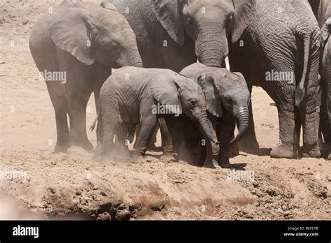 2 Cute Baby African Elephants Playing Walk Together Cautiously Down