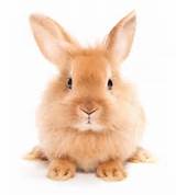 Images of Pet Insurance Rabbit