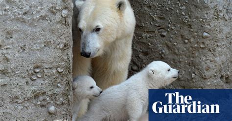 Polar Bear Cubs Make Their Debut In Pictures World News The Guardian