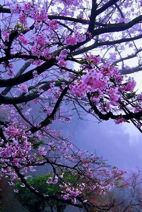 Cherry Blossoms Against A Hillside Mist Nature Pictures Beautiful