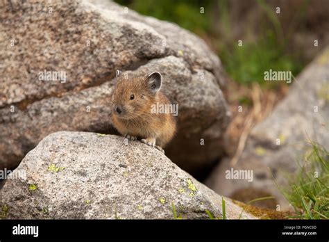 American Pika In Mt Rainier National Park Sitting On A Rock Stock Photo
