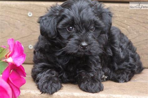 Incredible Black Yorkie Poo Puppy For Sale Ideas Alexander James Freeman