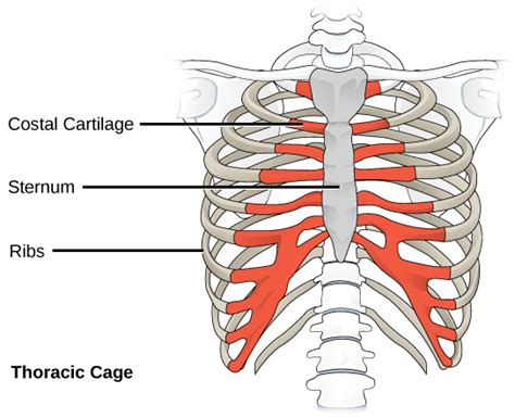 The Costal Cartilage Anatomy And Functions Of The Costal Cartilage