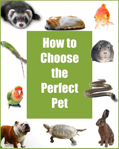 Choosing The Perfect Pet Animals For Kids Pet Clinic Pets