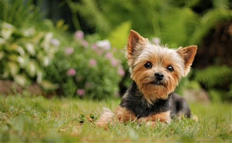 Puppy Yorkie Wallpapers Wallpaper Cave