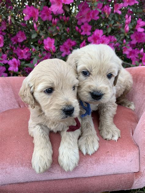 We can fly your puppy to your airport for $350, or deliver directly to your house we do not have any puppies available. Goldendoodle Puppies in Florida by Love My Doodles