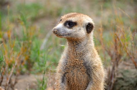 A Meerkat Clan Often Contains About 20 But Some Families Have 50 Or