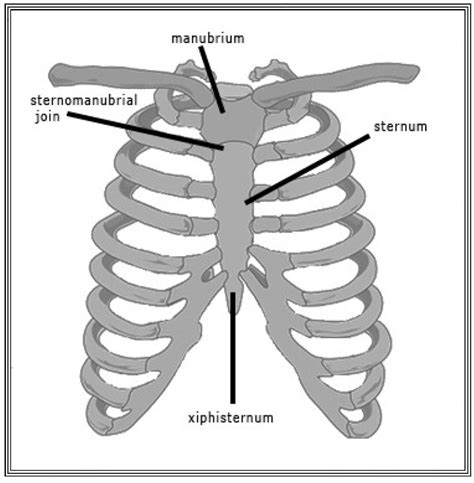 Picture Of What Is Under Your Rib Cage Left Side Pain Under Rib Cage