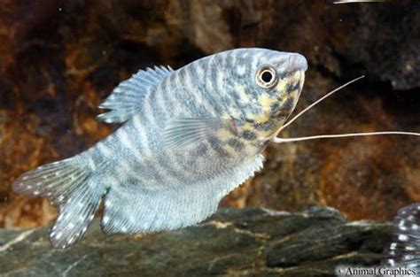 When purchased, they are typically anywhere from an inch to two inches in size. Opaline Gourami | Fish tank plants, Aquarium fish ...