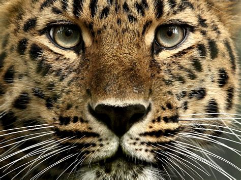 Leopards Around The World Proven Endangered Species