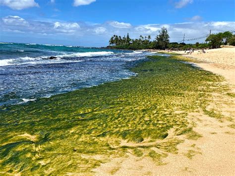 Laniakea Beach Better Known As Turtle Beach On The North Shore 2022