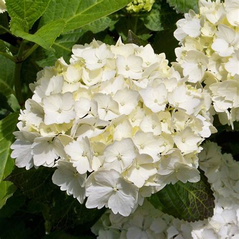 Hydrangeas White Flower And Plant Delivery NYC Florist Plantshed Com