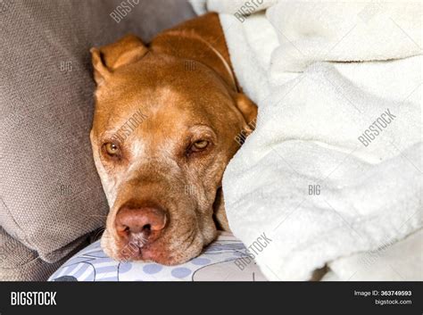 Sick Old Dog Lying On Image And Photo Free Trial Bigstock