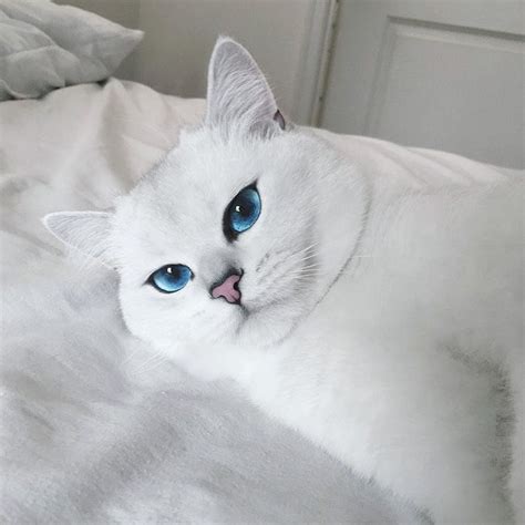 Coby The Cat Has The Most Beautiful Eyes Ever Cute Cats And Dogs
