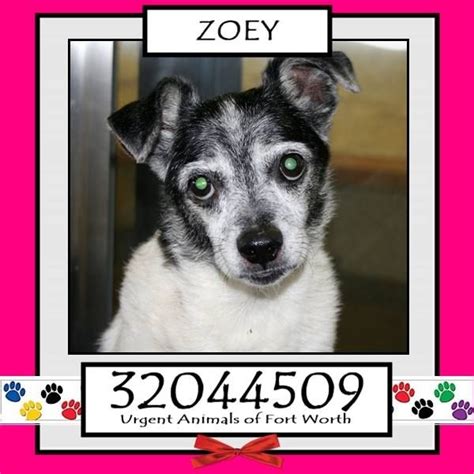 Compare salaries for animal adoption specialists in different locations. ADOPTED!!! Zoey • URGENT!! Can be euthanized at any time ...