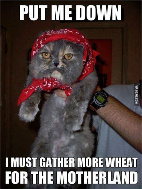 Babushka Cat Funny Animal Pictures Funny Pictures Funny P