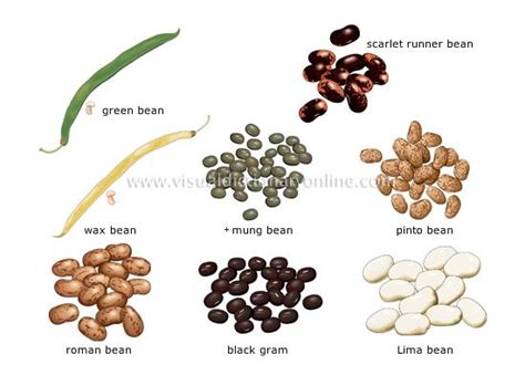Jun 25, 2013 · the first on my list of igbo foods is a combination of fufu and uha soup.oh, how i love this igbo delicacy! BEANS: Fruits of plants native to Central and South ...