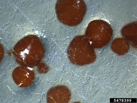 Rhizoctonia aerial blight or leaf spot occurs in the warmer months, which coincide with high moisture levels. leaf and sheath spot (Rhizoctonia zeae ) on Quarter ...