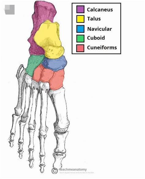 Tarsal Bones Of Foot Medizzy