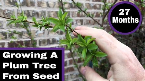 Growing A Plum Tree From Seed 27 Months Old Youtube