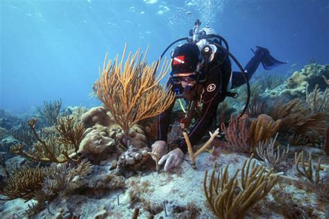 Noaa And Partners Advance Mission To Restore Florida Keys Coral Reefs