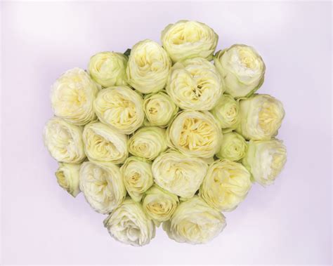 Pure Blonde® Interplant Roses