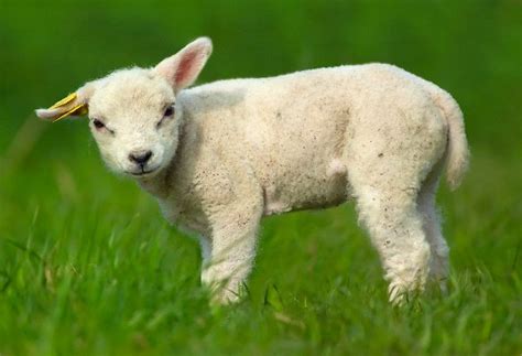 Lamb - Animal Facts and Information