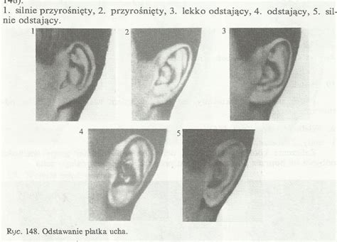 Budowa ucha | Antropologia fizyczna