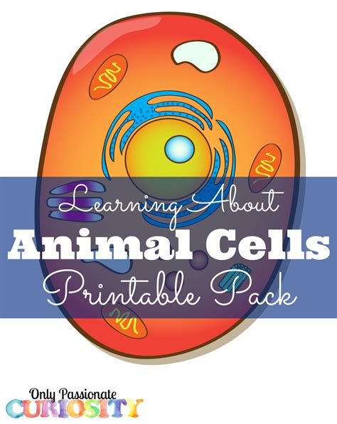 Plant and animal cells are similar in that they are both eukaryotic and have similar types of organelles. Animal Cell Printable Pack - Only Passionate Curiosity