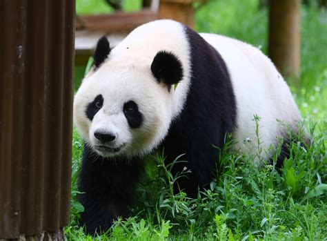 Two Giant Pandas Make Enchanting Debut At Dutch Zoo Shine News