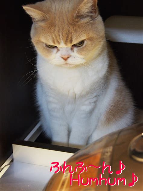怒ってなどいない 怒り顔の猫小雪 フォトコラム Day デザインってオモシロイ MdN Design Interactive