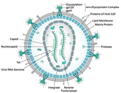 Closer To A Cure Elucidating The Structure Of The Hiv Reverse