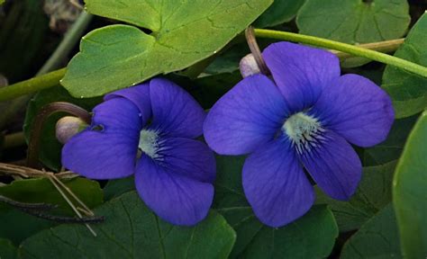 Maybe you would like to learn more about one of these? New Jersey State Flower - The Common Meadow Violet | The o ...