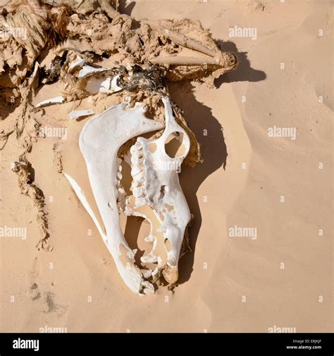 Animal Skull On Desert Sand Stock Photo Alamy