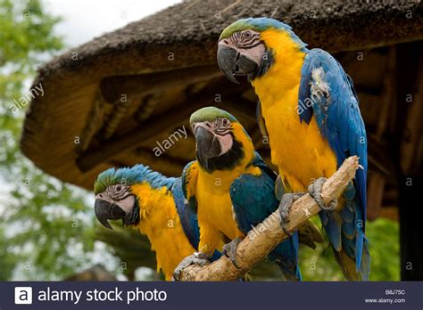 Colourful Parrots Stock Photos & Colourful Parrots Stock Images - Alamy