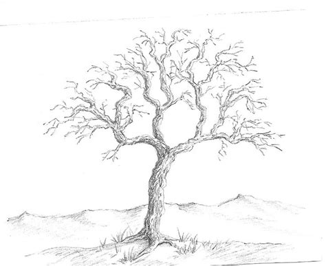 Art By Aunt Marcy Simple Pencil Drawing Of A Tree Bird