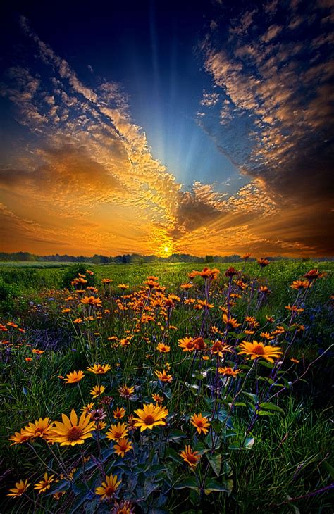 Daisy Dream A Field Of Daisies At Sunrise In Wisconsin By Phil