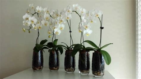 Phalaenopsis Orchids In Hydroton Clay Youtube