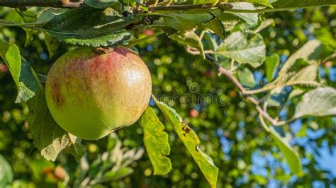 Apple Fruit On A Tree Branch In The Garden Stock Photo Image Of Apple