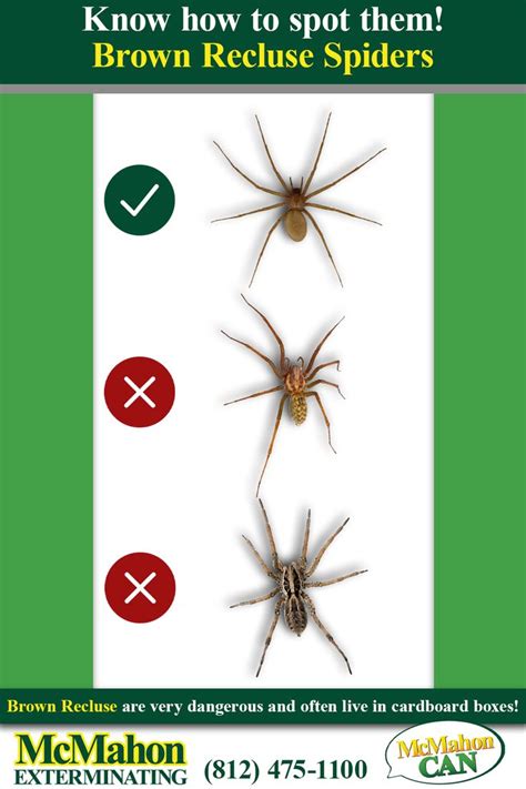 The difference is that necrotic skin infections can be much more dangerous and treatment with antibiotics is possible, so it's very important you see a doctor. How to spot Brown Recluse Spiders | Brown recluse, Brown ...