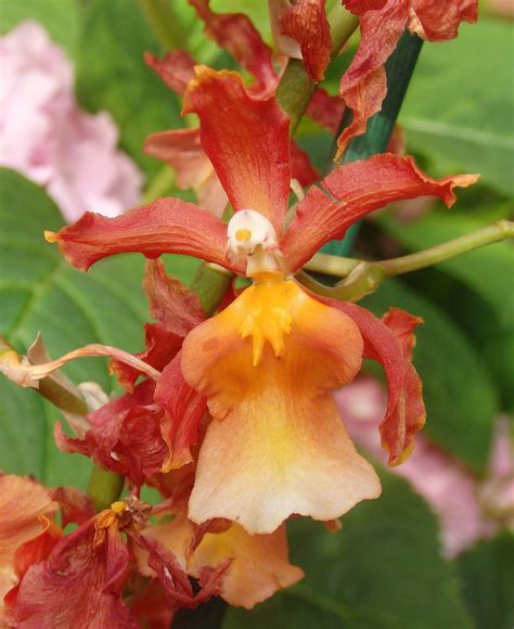 Odontocidium Catatante Pacific Sun Spots