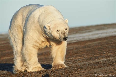 Massive Male Polar Bear Beaufort Sea Arctic National Wildlife Alaska
